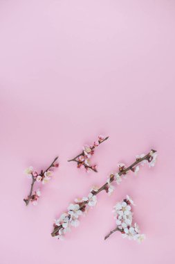 Pembe arka planda bahar çiçekleri.