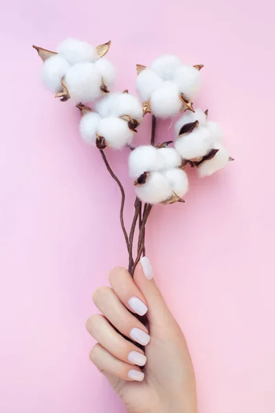 Schöne Maniküre mit Baumwollblumen auf dem rosa Hintergrund. — Stockfoto