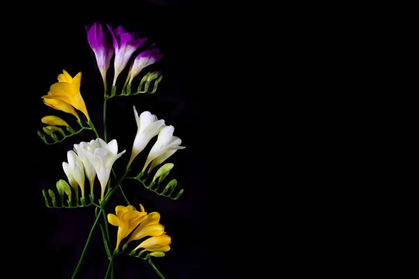 Freesia цветы изолированы на черной backgroun . — стоковое фото
