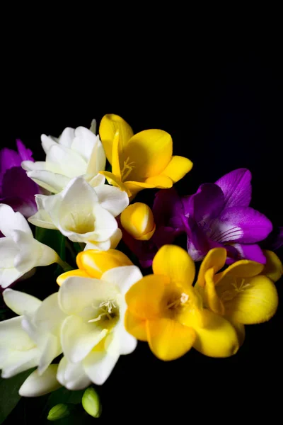 Flores freesia isolado no fundo preto . — Fotografia de Stock