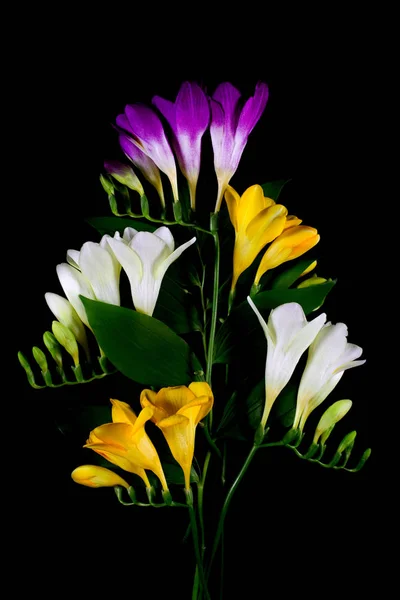 Flores freesia isolado no fundo preto . — Fotografia de Stock