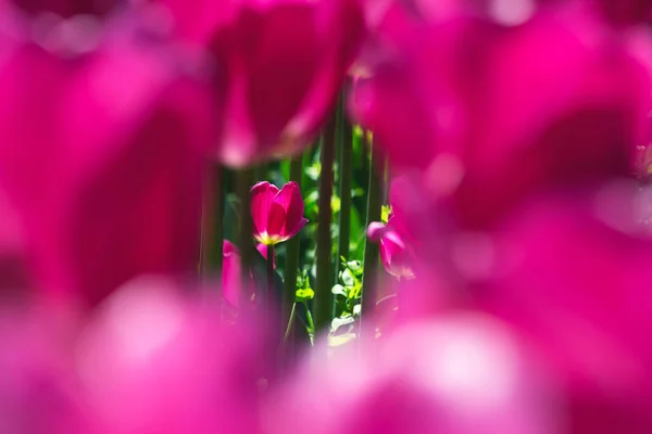 Close-up of a pink tulip on an abstract background of pink tulips. — Stock Photo, Image