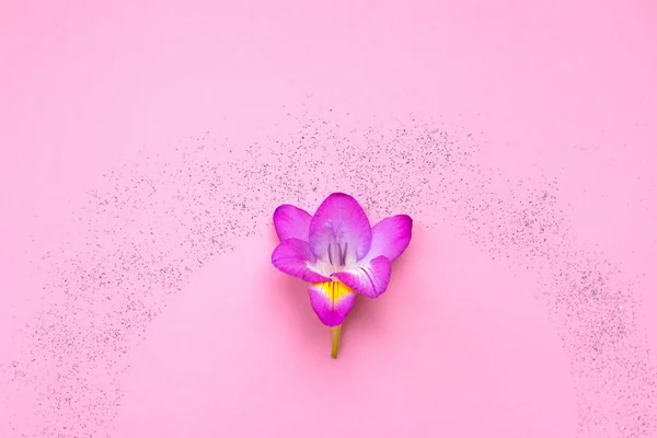 Hermosa flor de rosa freesia sobre un fondo rosa con destellos . — Foto de Stock