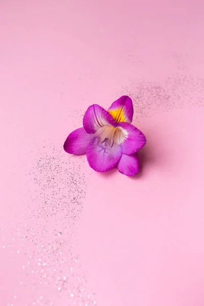 Hermosa flor de rosa freesia sobre un fondo rosa con destellos . — Foto de Stock