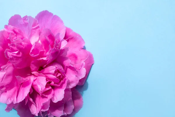Hermosa flor de peonía rosa sobre fondo azul . — Foto de Stock