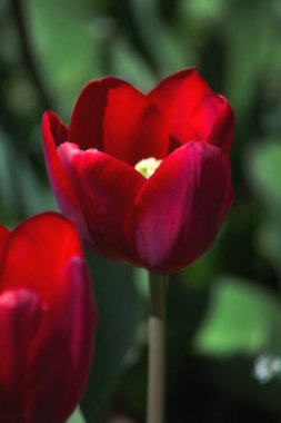 Kırmızı lalelerin yakın arka planında kırmızı laleler.