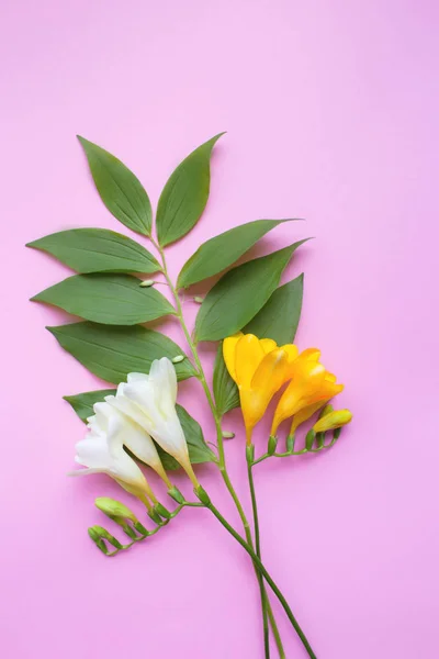 Flores de freesia sobre el fondo rosa. Para su texto . — Foto de Stock