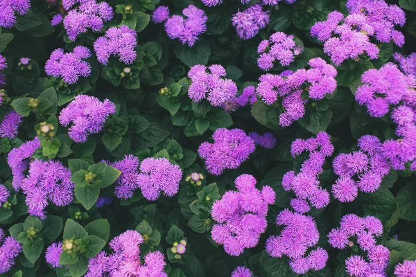 Pink flowers with green leaves. Nature background. — Stock Photo, Image