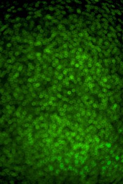 Ufo yeşili pırıl pırıl arka plan. Bulanık parıltılı arka plan.