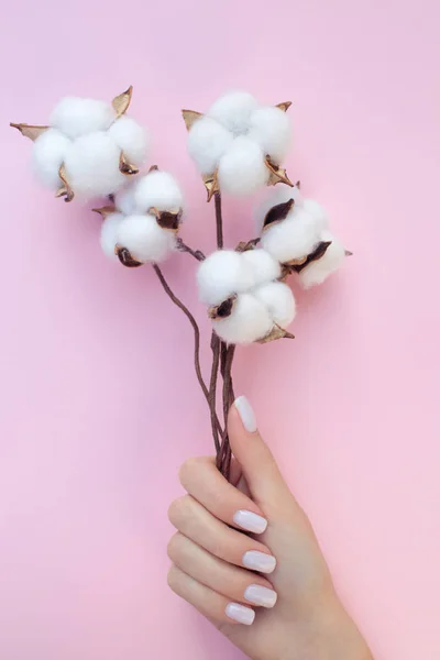 Hermosa manicura con flores de algodón en el fondo rosa . — Foto de Stock