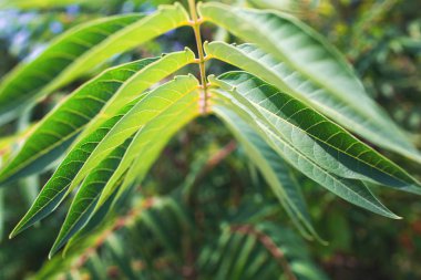 Mükemmel doğal eğrelti otu deseni.