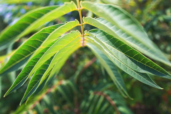 Mükemmel doğal eğrelti otu deseni.