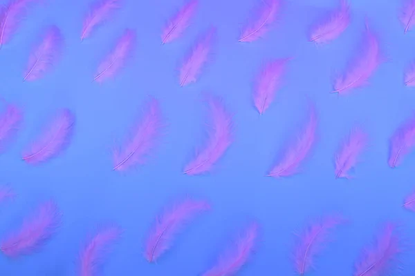 Wzór Neonowego Tła Różowe Pióra Neonowym Niebieskim Tle Odbiór Świecący — Zdjęcie stockowe