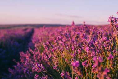 Gün batımında güzel mor lavanta tarlaları. Fransa 'da Provence. Lavanta çiçekleri. Metnin için alanı kopyala. Düz yatış stili. Üst görünüm.