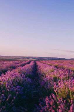 Gün batımında güzel mor lavanta tarlaları. Fransa 'da Provence. Lavanta çiçekleri. Metnin için alanı kopyala. Düz yatış stili. Üst görünüm.