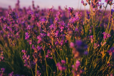 Gün batımında güzel mor lavanta tarlaları. Fransa 'da Provence. Lavanta çiçekleri. Metnin için alanı kopyala. Düz yatış stili. Üst görünüm.