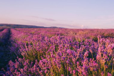 Gün batımında güzel mor lavanta tarlaları. Fransa 'da Provence. Lavanta çiçekleri. Metnin için alanı kopyala. Düz yatış stili. Üst görünüm.