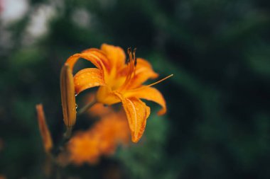 Koyu tropikal arka planda portakal çiçeği. Bulanık odak. Düz konum, kopyalama alanı. Kartpostal Moda arkaplanı.