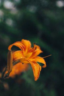 Koyu tropikal arka planda portakal çiçeği. Bulanık odak. Düz konum, kopyalama alanı. Kartpostal Moda arkaplanı.