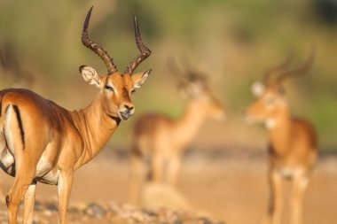 Doğal yaşam alanı içinde şirin impalas