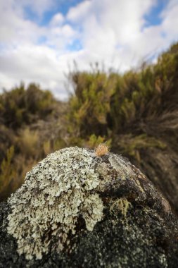 Kilimanjaro Dağı, Afrika ayrıntılarını.