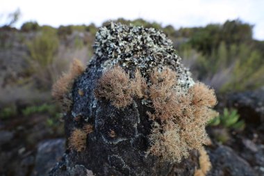 Kilimanjaro Dağı, Afrika doğası.