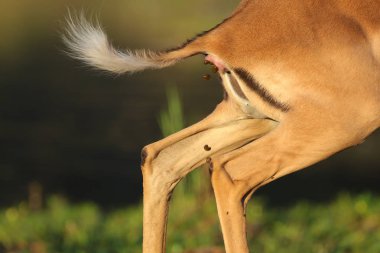 Impala kaka, vahşi hayvan doğal ortamlarında closeup.