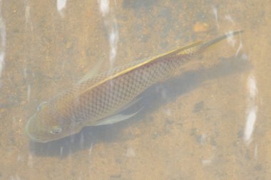 sığ suda yüzen balık