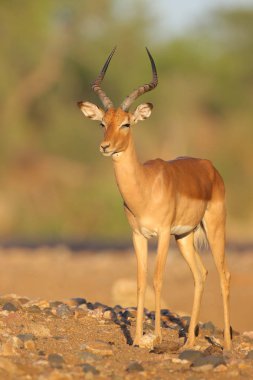 Doğal yaşam alanı içinde şirin Impala portresi