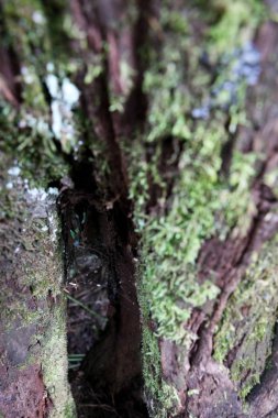 Kilimanjaro Dağı, Afrika doğası.