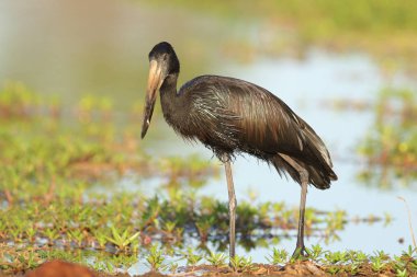 Midye sığ nehir için Avcılık Afrika aç gagalı leylek