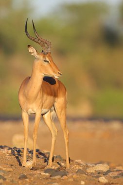 Doğal yaşam alanı içinde şirin Impala portresi