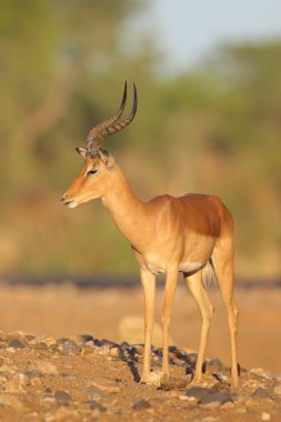 Doğal yaşam alanı içinde şirin Impala portresi