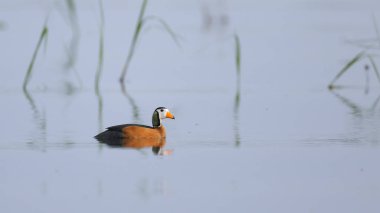 Pigme kaz yansıması ile sakin ırmak Yüzme