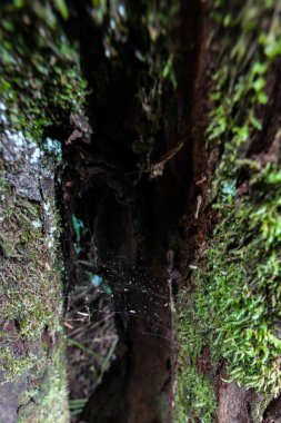 Kilimanjaro Dağı, Afrika doğası.