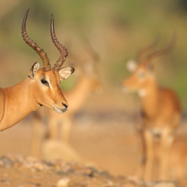 Doğal yaşam alanı içinde şirin impalas