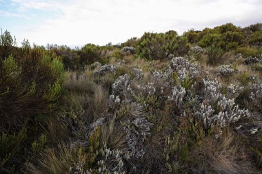 Kilimanjaro Dağı, Afrika ayrıntılarını.