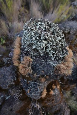 Kilimanjaro Dağı, Afrika doğası.