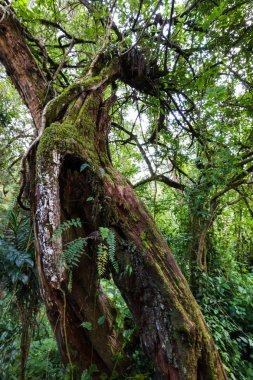 Kilimanjaro Dağı, Afrika doğası.