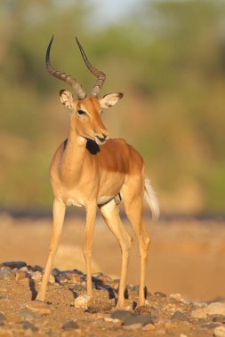 Doğal yaşam alanı içinde şirin Impala portresi