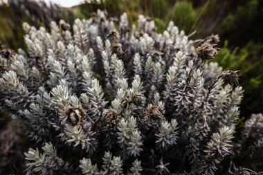 Kilimanjaro Dağı, Afrika doğası.