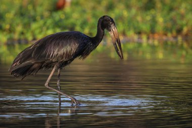 Midye sığ nehir için Avcılık Afrika aç gagalı leylek
