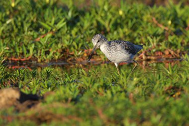 Ahşap sandpiper kuş gıda sığ nehir su, Güney Afrika için arıyorsunuz.