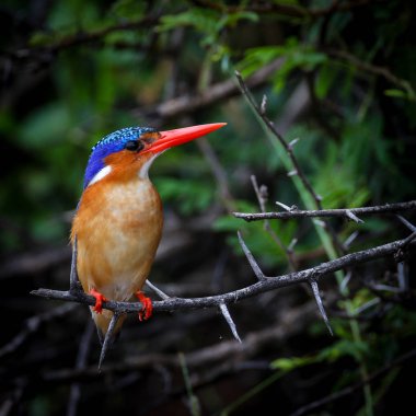 Malakit Kingfisher doğal ortamlarında