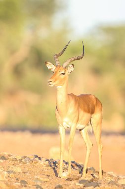 Doğal yaşam alanı içinde şirin Impala portresi