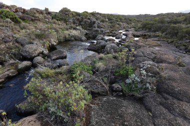 Kilimanjaro Dağı, Afrika ayrıntılarını.