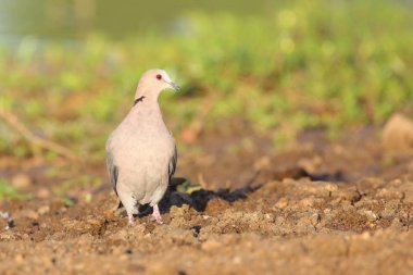 Cape kumru yere oturmuş