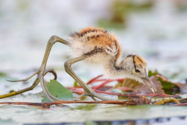 Chick of African jacana bird on swamp clipart