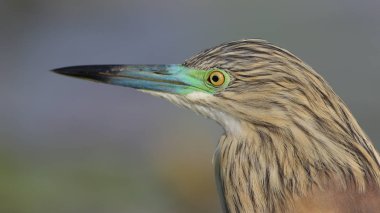 Gri balıkçıl doğal ortamlarında portresi