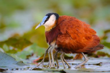 African jacana bird with chicks on swamp clipart